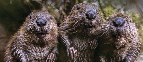 Beavers-header.jpg