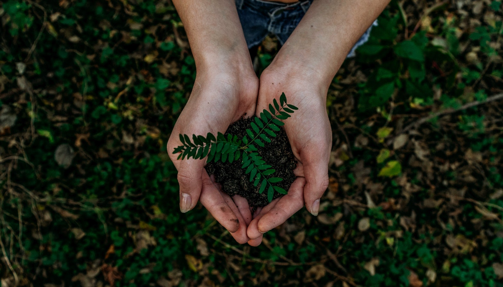 Person holding soil and roots in their hands